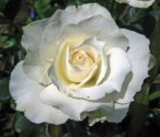 Margaret Merrill rose